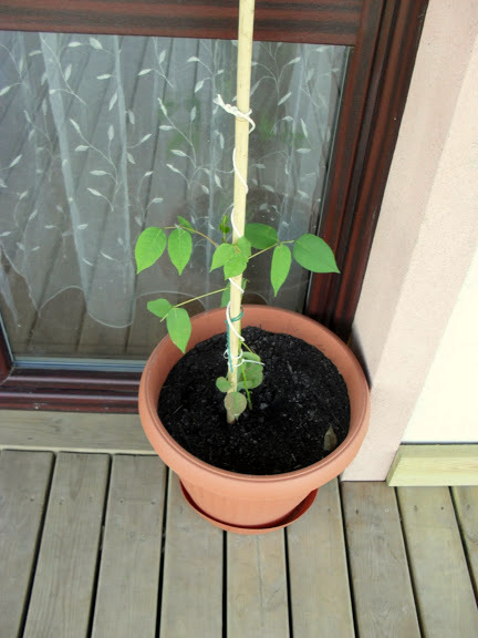 erythrina
