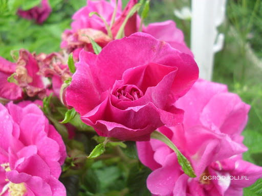 Rosa rugosa Hansa