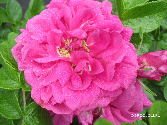 Rosa rugosa Hansa